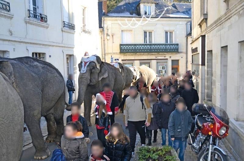 enquête détention éléphants dans les cirques