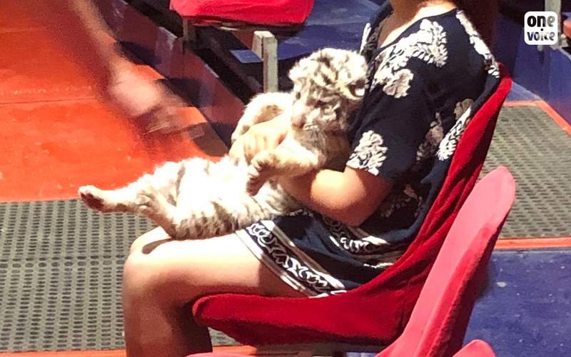 bébé tigre apeuré