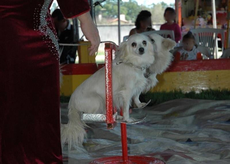 Exploitation chiens dans les cirques