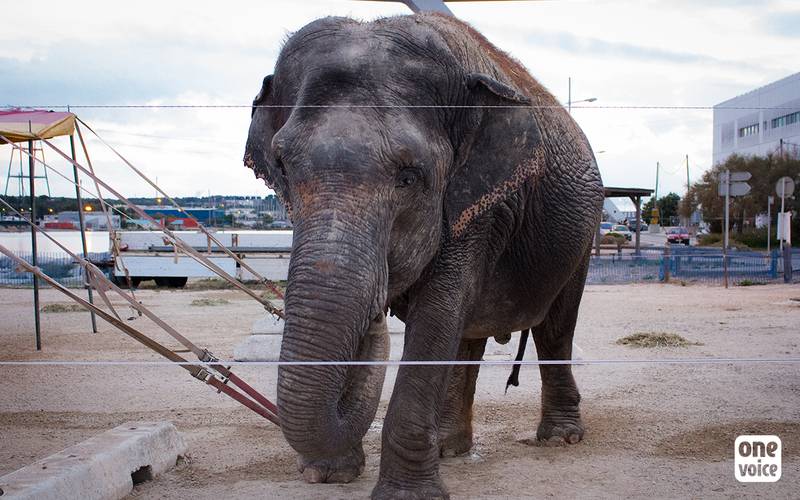 libération Lechmee éléphant de cirque
