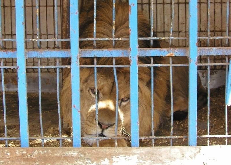 libération lion brutus