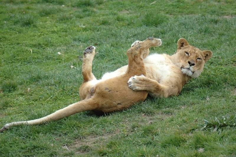 libération lionne simba