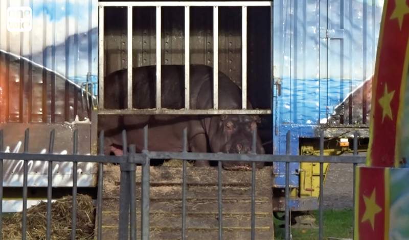 hippopotame enfermé dans une cage