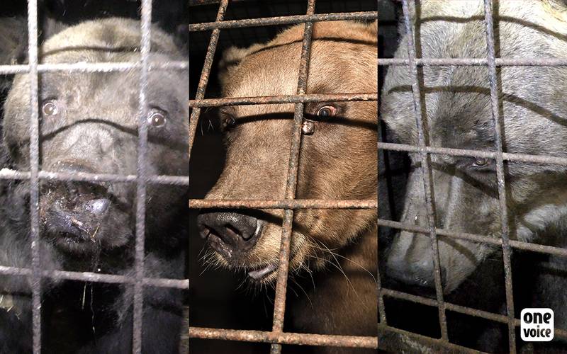 ours en cage