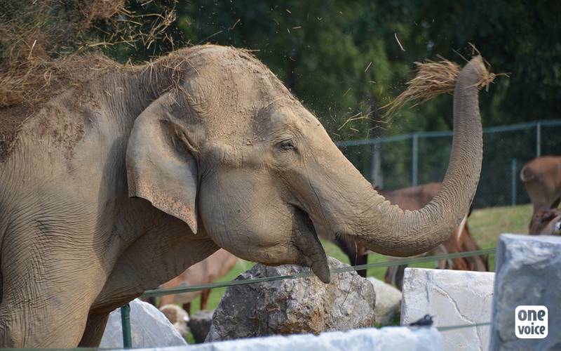 Maya éléphant de cirque