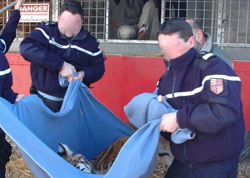 libération tigresse Maomie