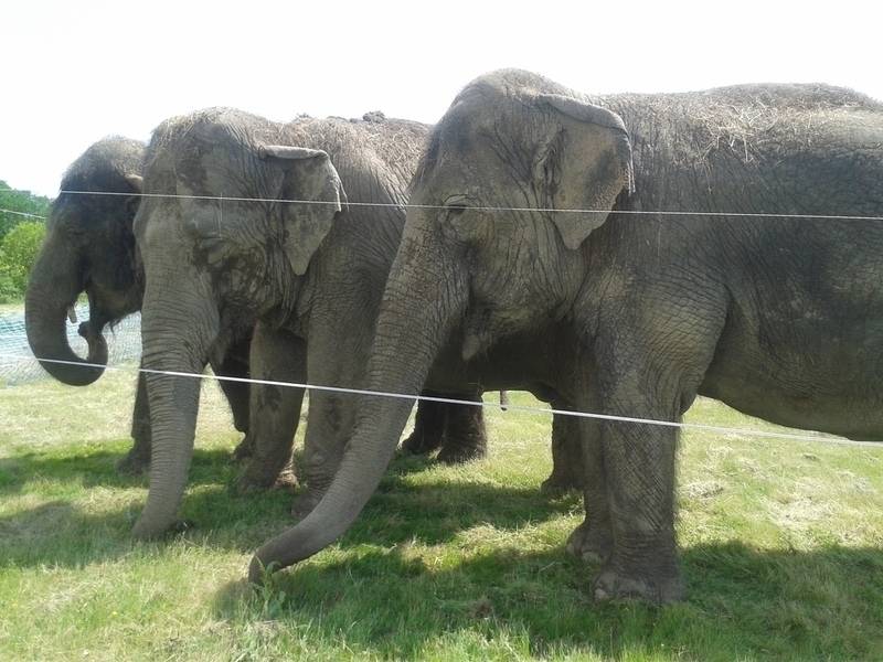 libération éléphantes du cirque Medrano