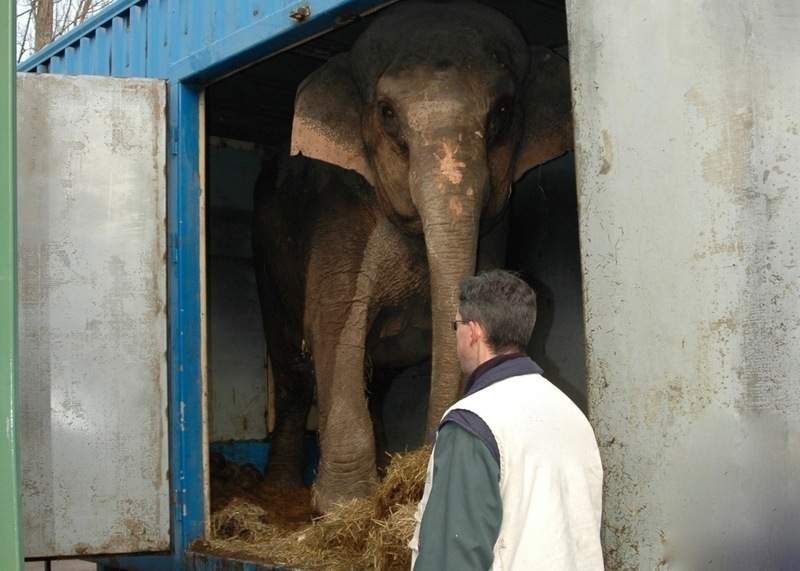 libération éléphante vicky