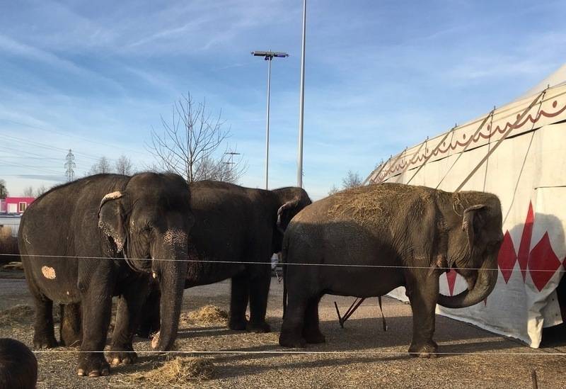éléphants de cirque