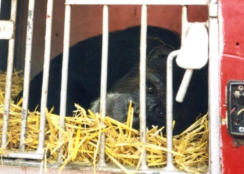 Achille singe libéré d'un cirque