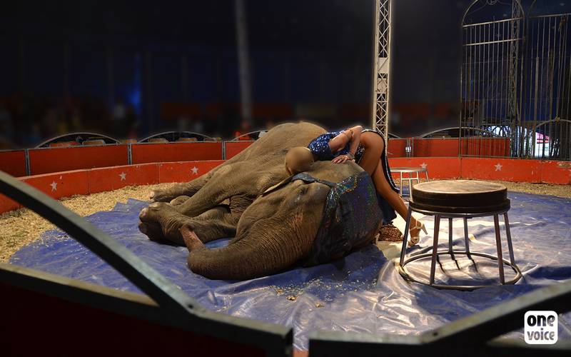 éléphant de cirque