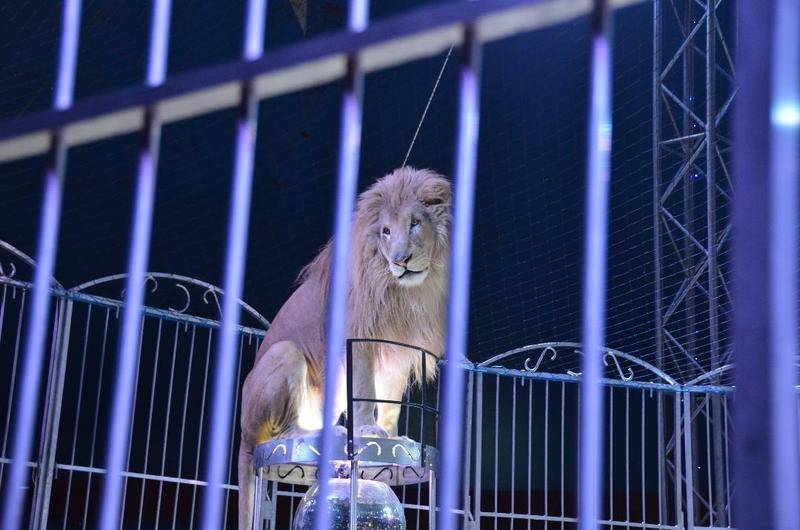 Lion de cirque en cage