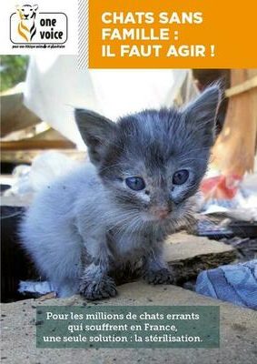 chat sans famille
