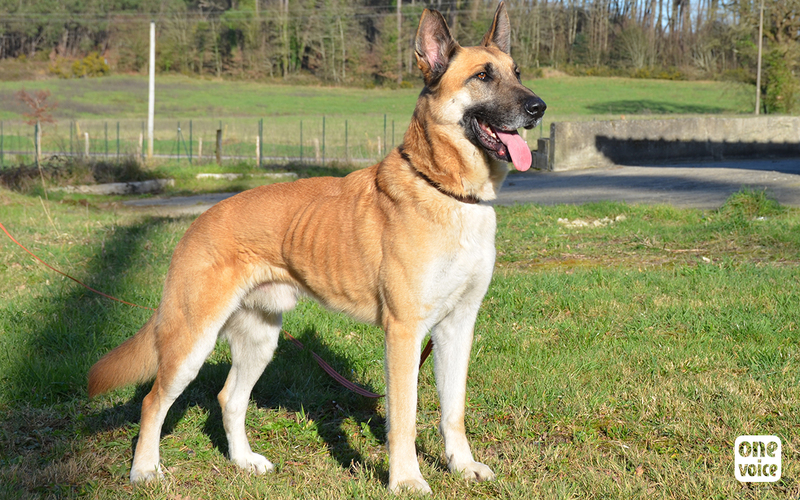 Chien violence domestique