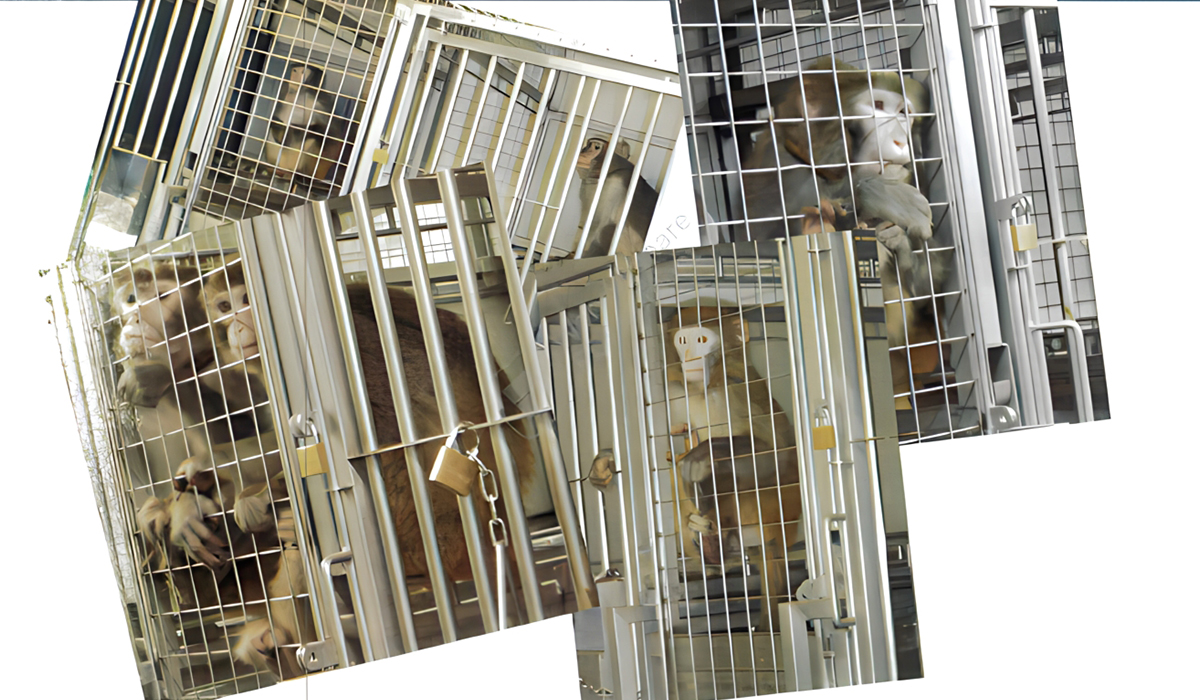 Expérimentation animale