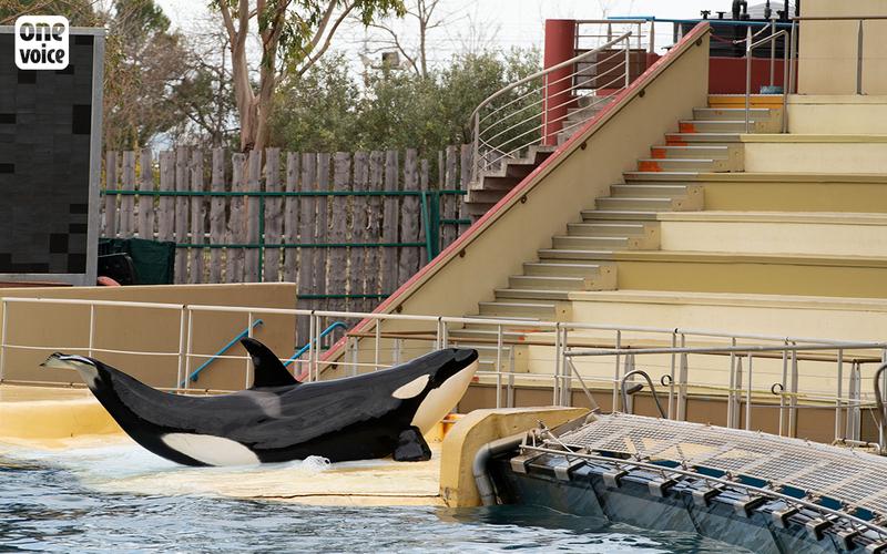 Inouk marineland orque