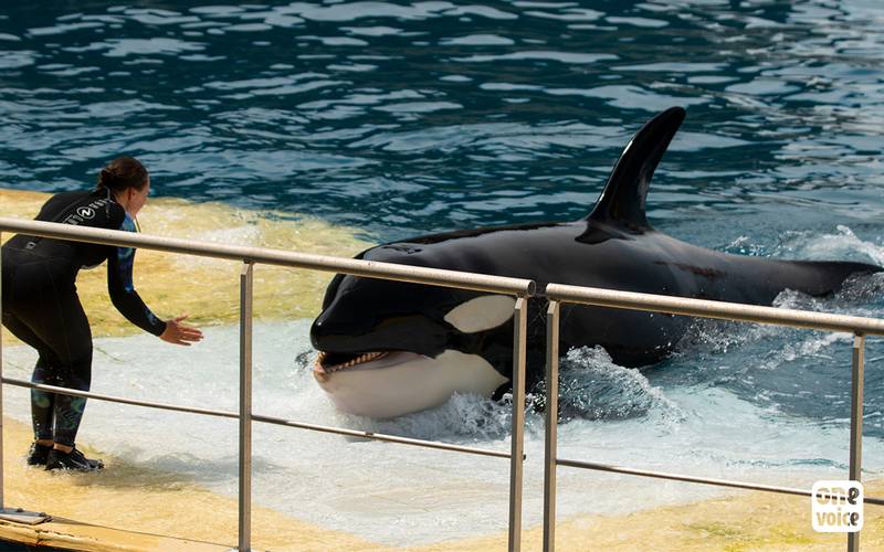 orque marineland
