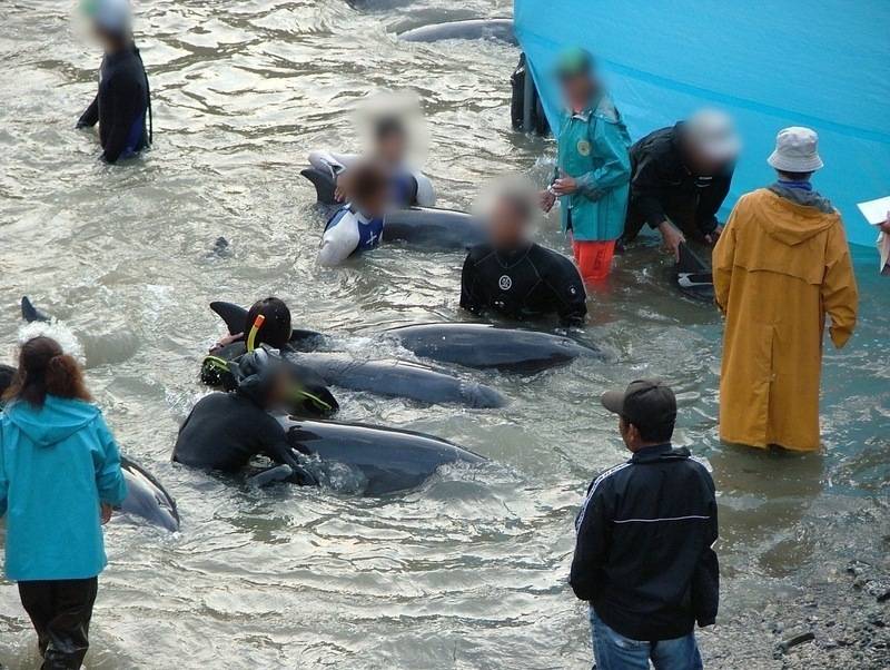 enquete mammifères marins captifs