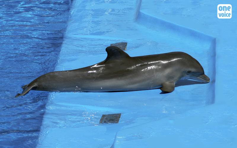 delphineau planète sauvage