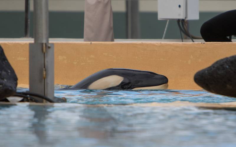 Ula orque malade Loro Parque