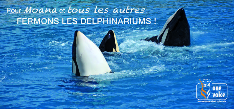 campagne fermeture delphinariums