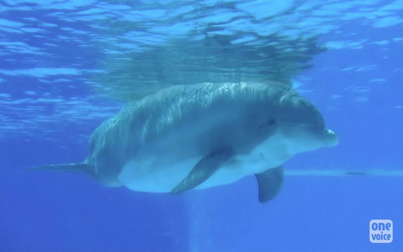 Femke dauphin parc asterix