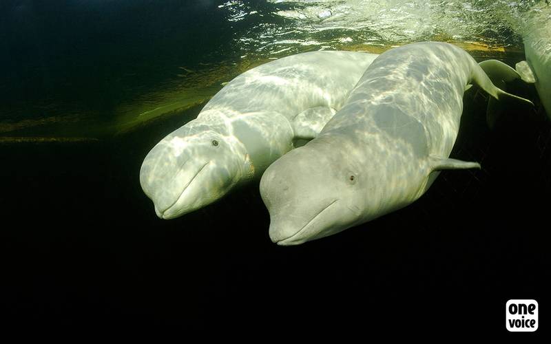 Liberté beluga
