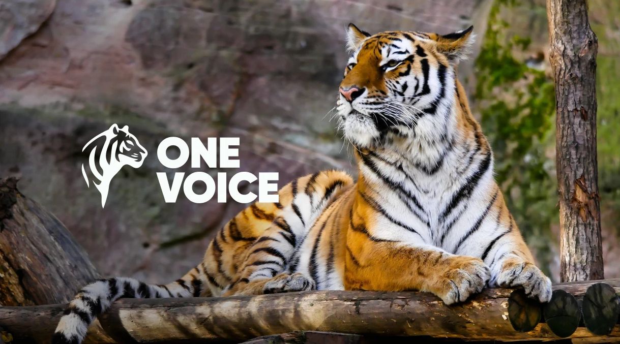 Tigre avec logo de l'association One Voice