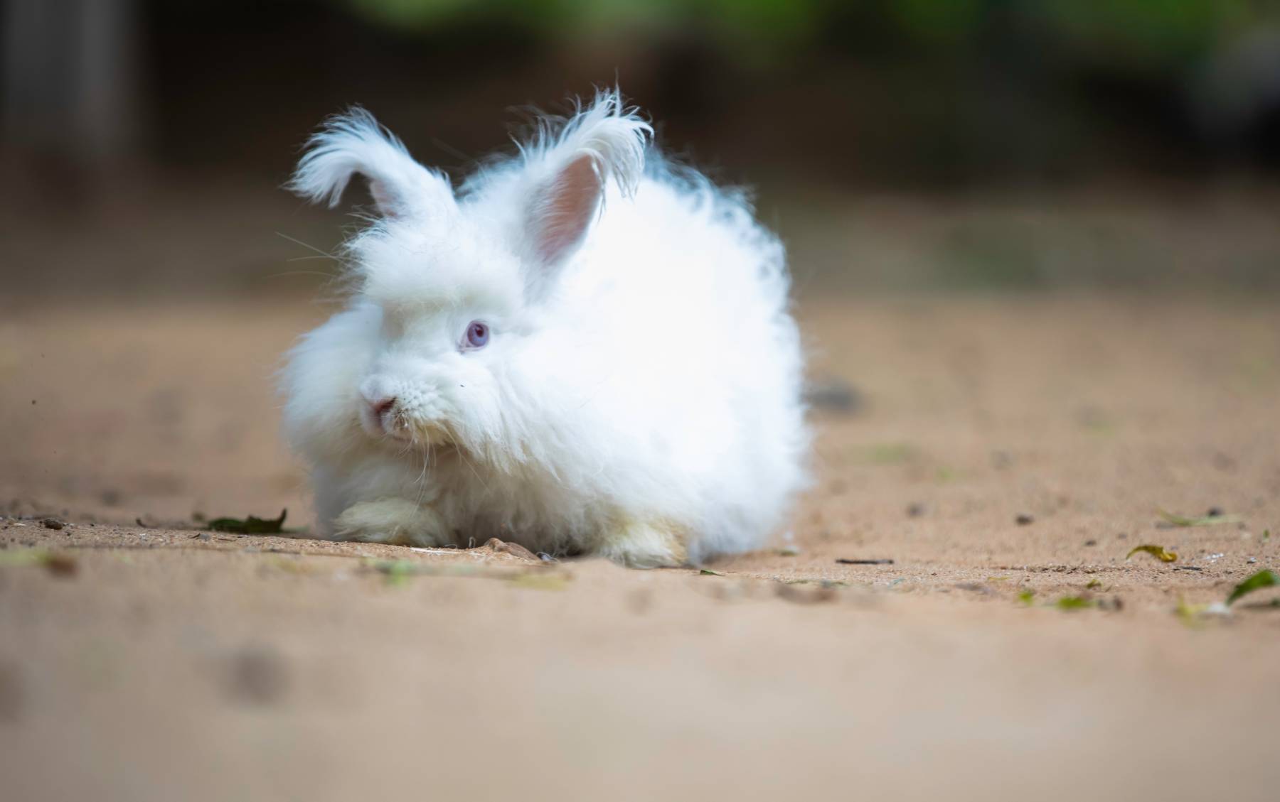 Lapin Angora