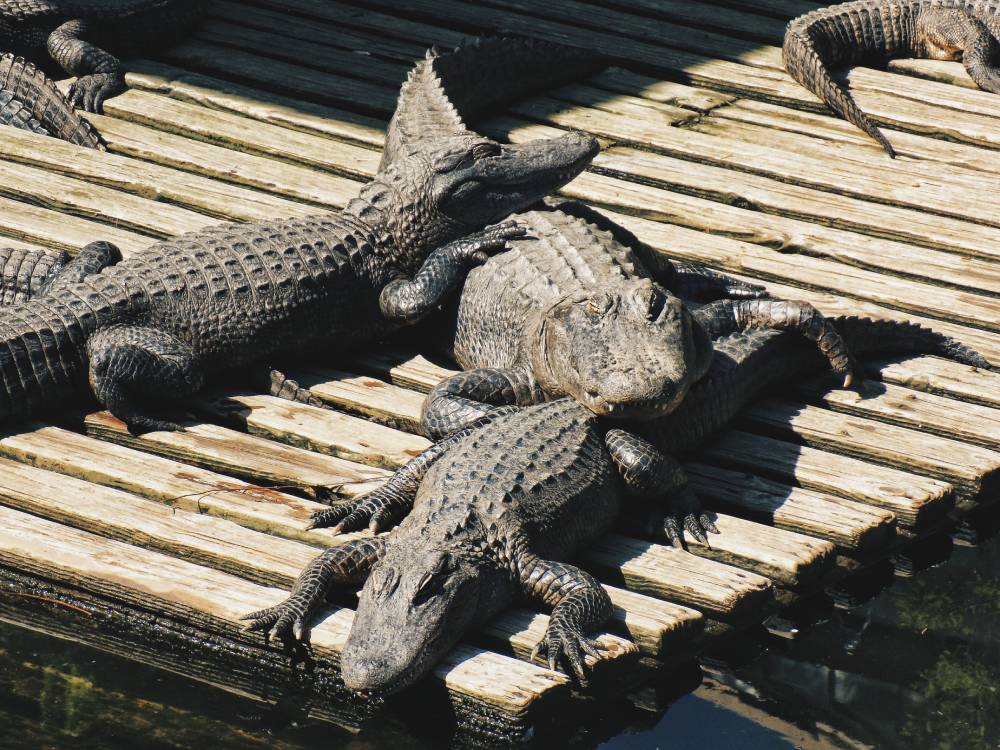 Crocodiles