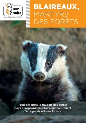 Blaireaux, martyrs des forêts
