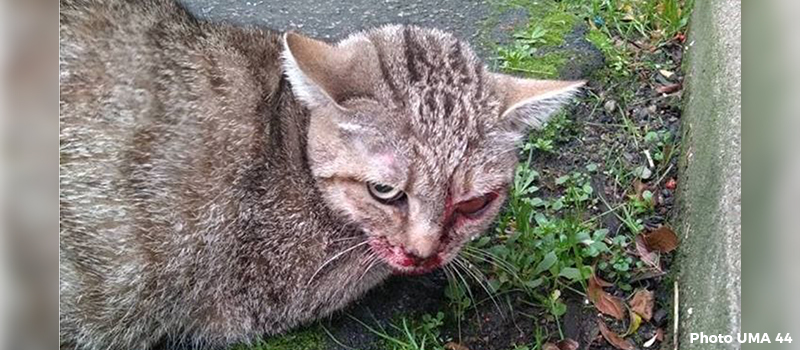 Le martyre de Kuma, petite chatte errante