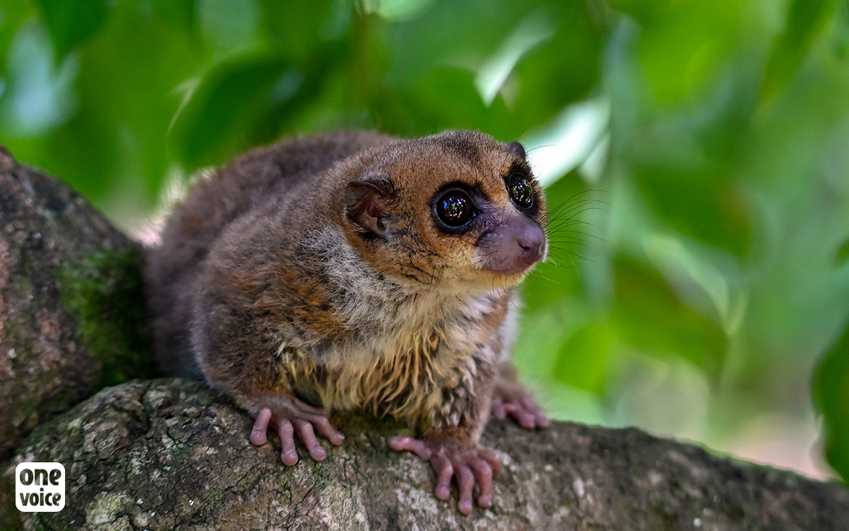Transparence pour les microcèbes : audience le 17 janvier à Versailles
