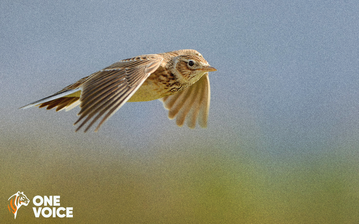 Gironde, Lot-et-Garonne et Ardennes, chasses traditionnelles : la justice suspend les expérimentations de la honte !