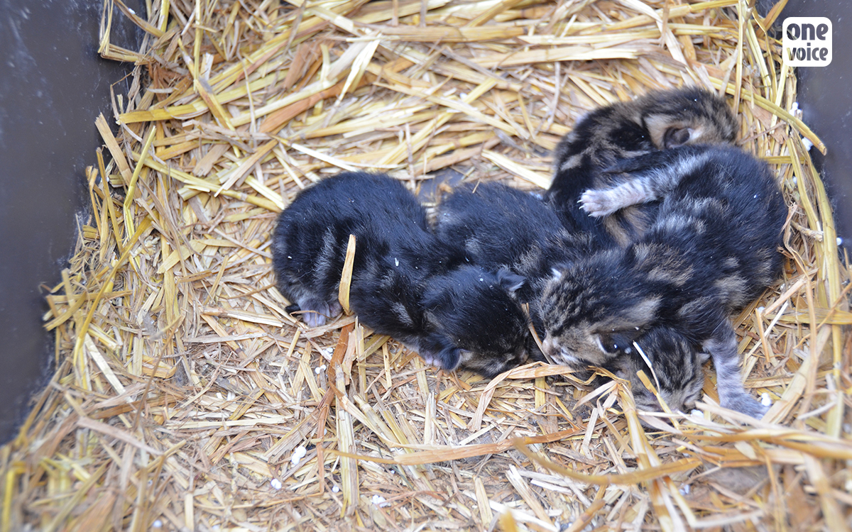 L'atroce destin de ces six chatons doit nous ouvrir les yeux