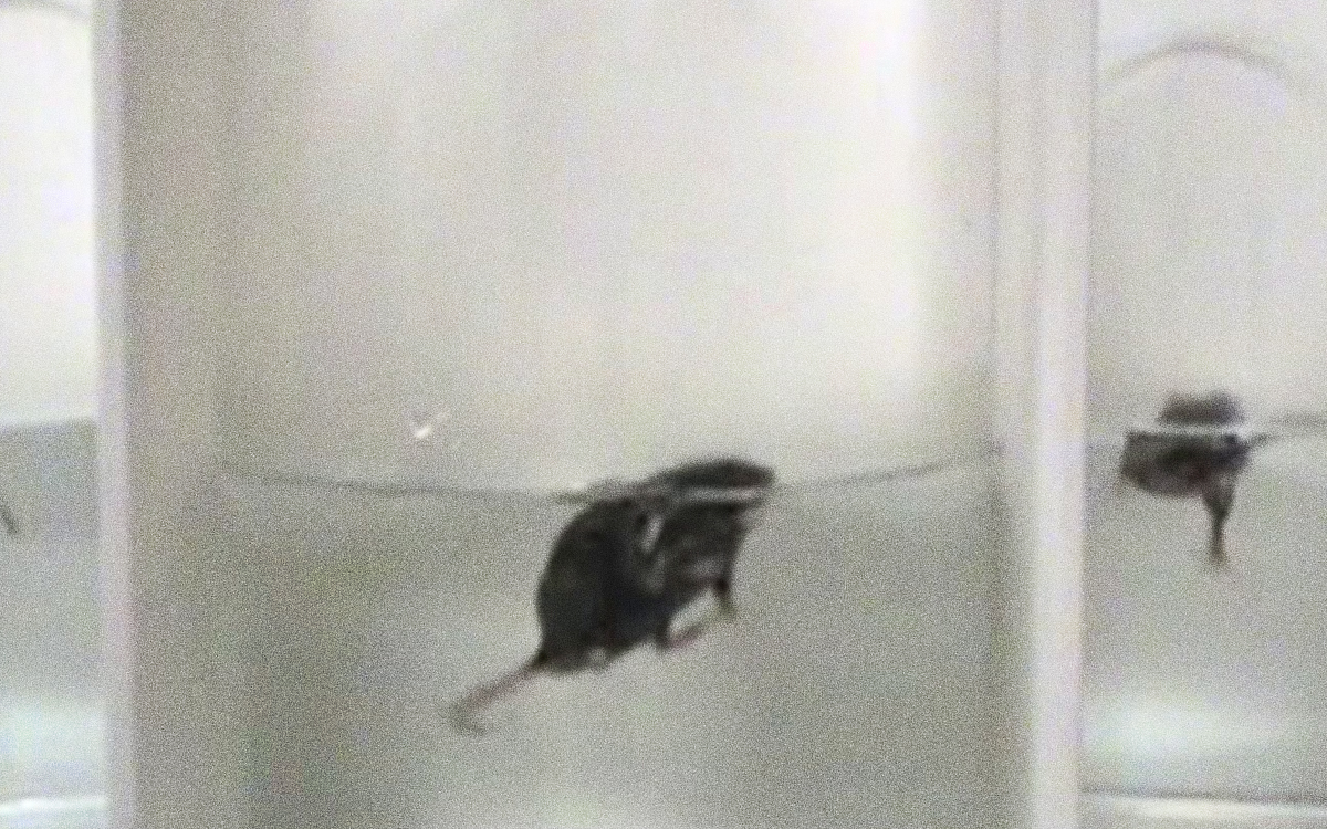 Nage forcée : un combat de longue haleine