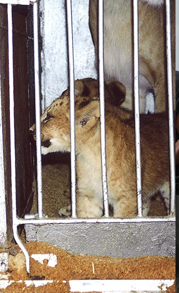 Exploitation pour le spectacle