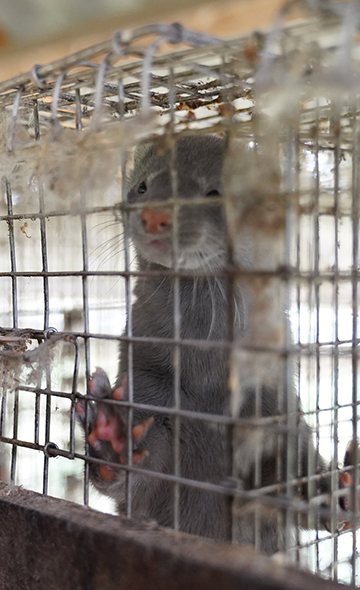 Exploitation pour la mode