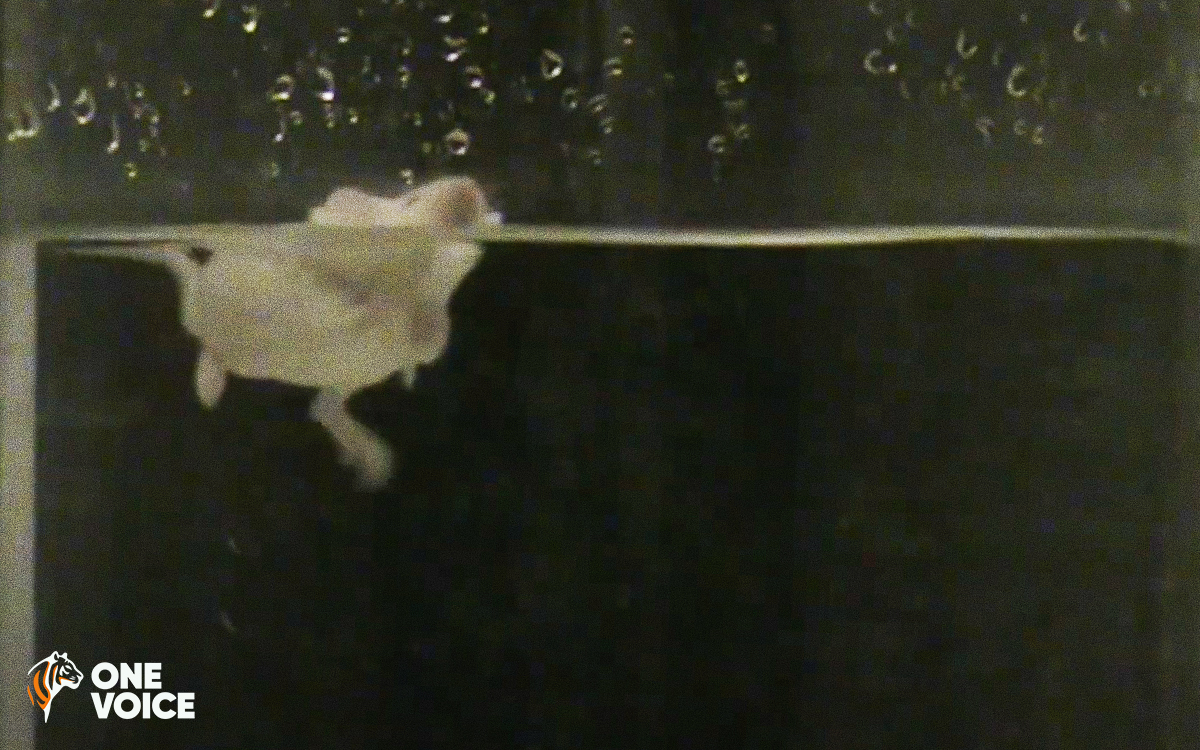 Rats et souris expérimentés : One Voice fait condamner l’Inserm à révéler ses images de nage forcée
