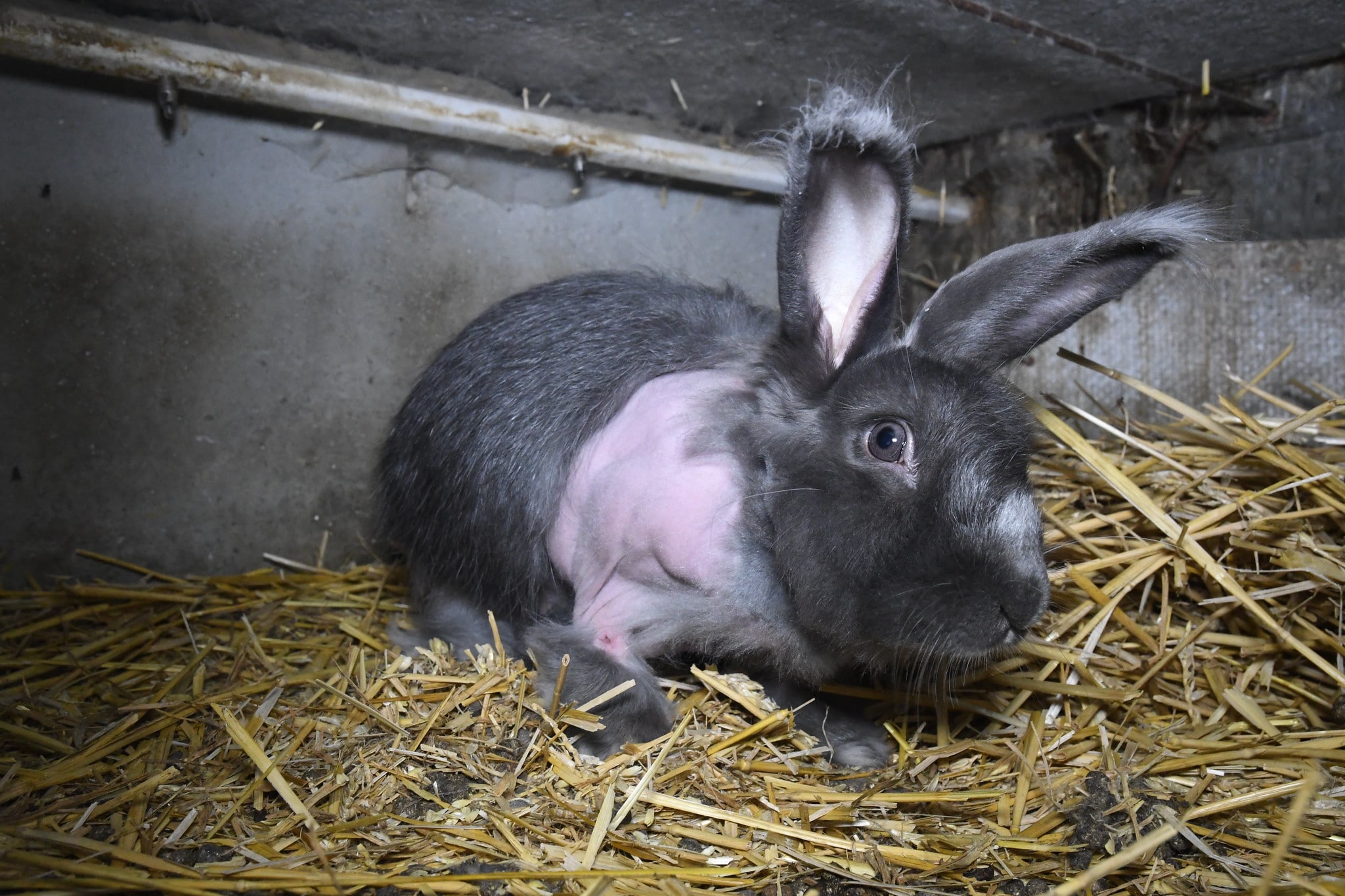 Hurlements en musique pour les lapins angoras de France