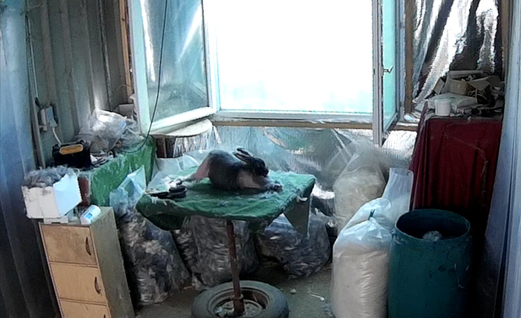 Hurlements en musique pour les lapins angoras de France