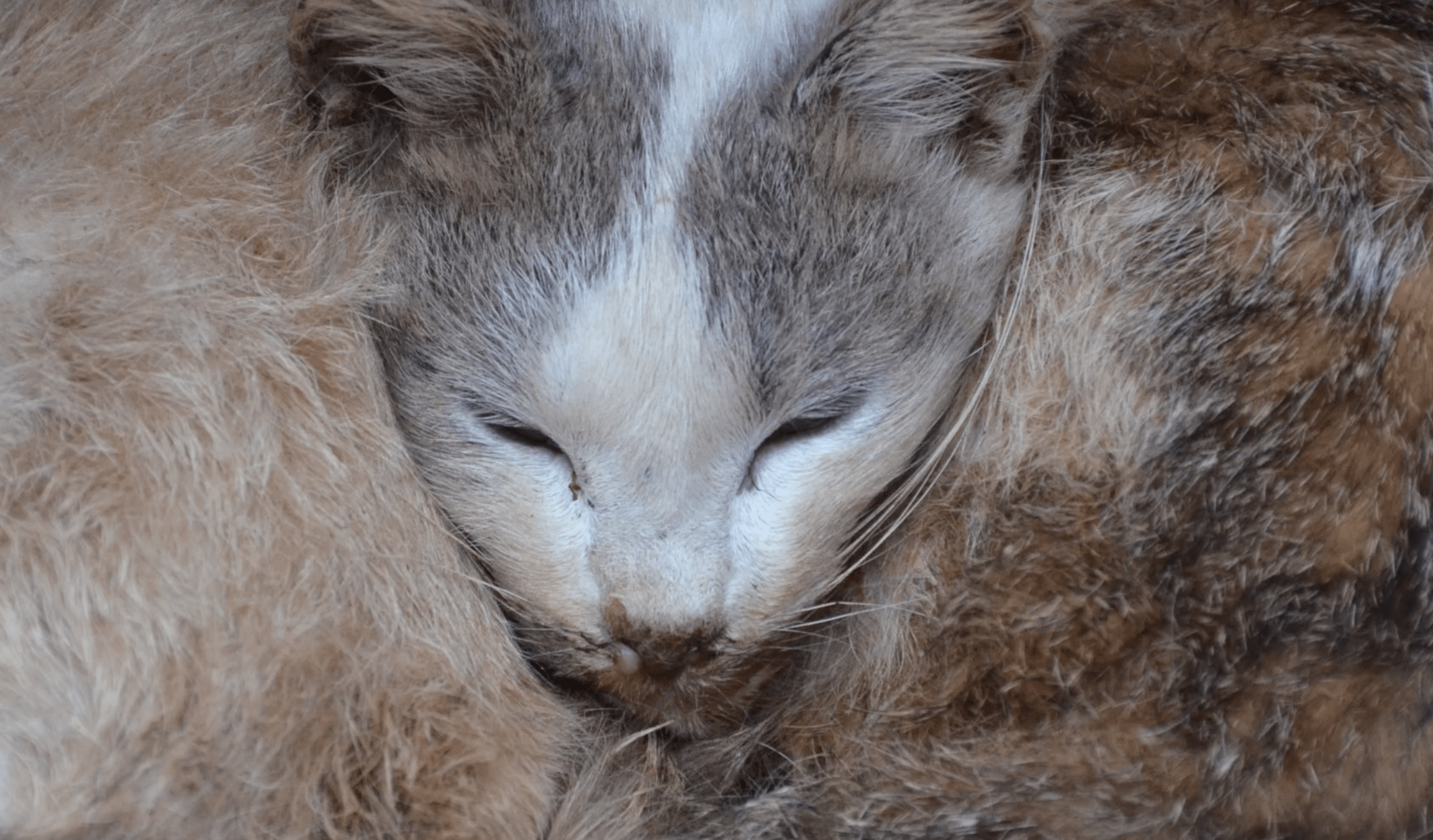 ERRANCE FÉLINE EN FRANCE : IL FAUT UN PLAN NATIONAL D’URGENCE ! #URGENCEERRANCEFÉLINE
