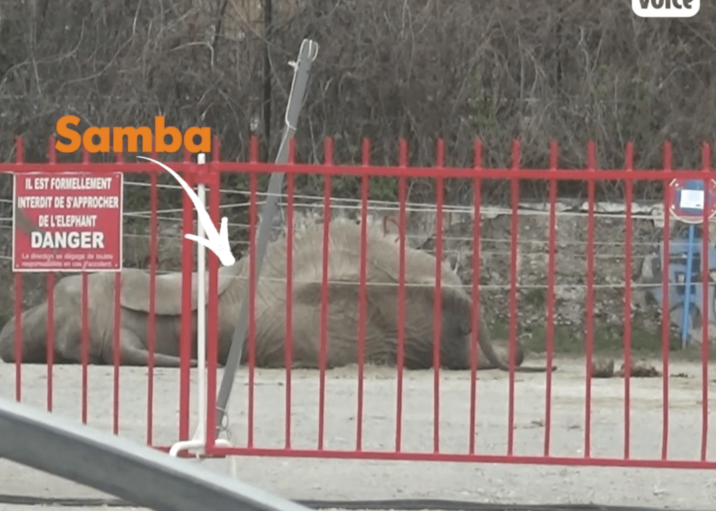 UN SANCTUAIRE POUR SAMBA #CIRQUESSANSANIMAUX