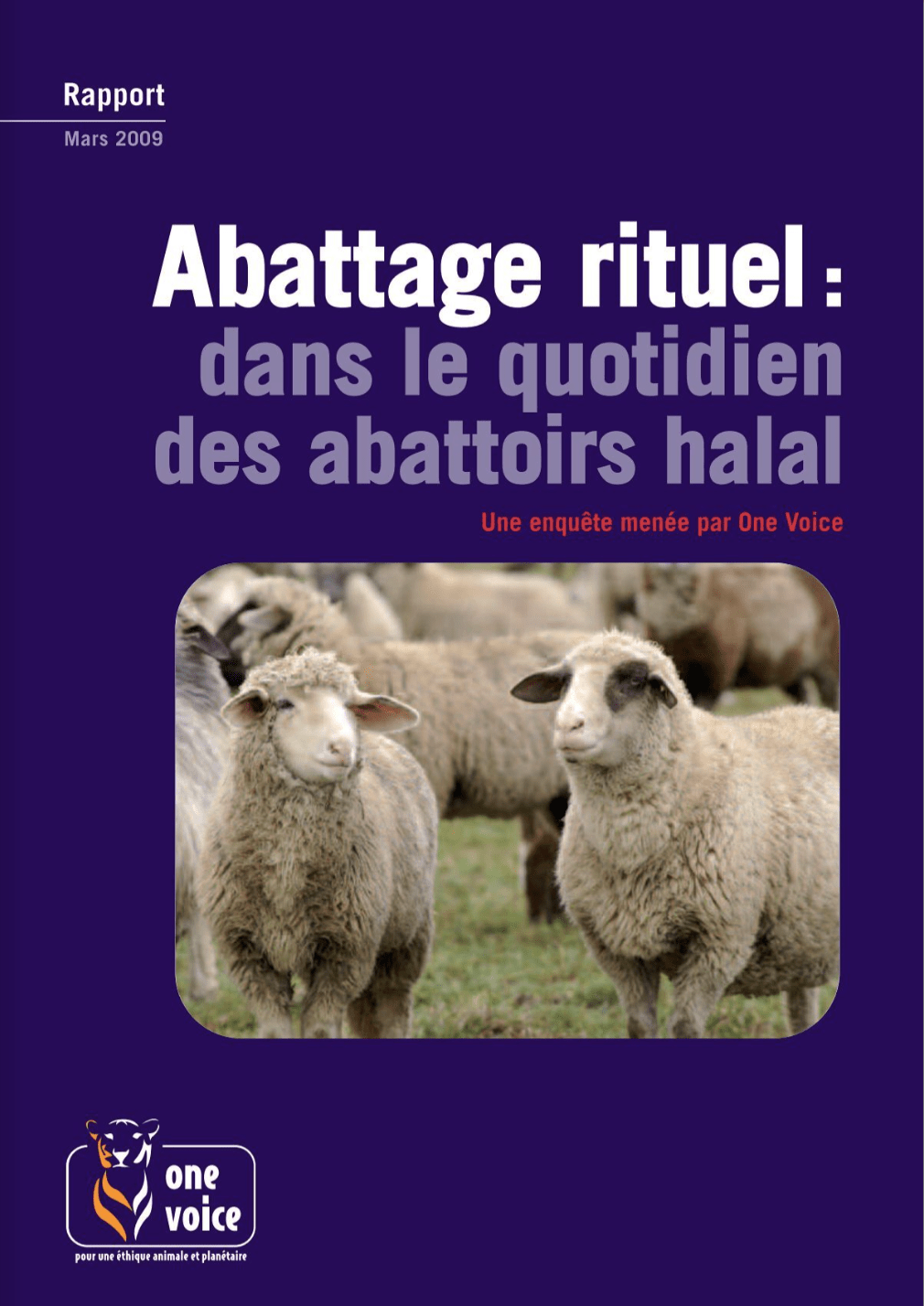 Abattage rituel: dans le quotidien des abattoirs halal