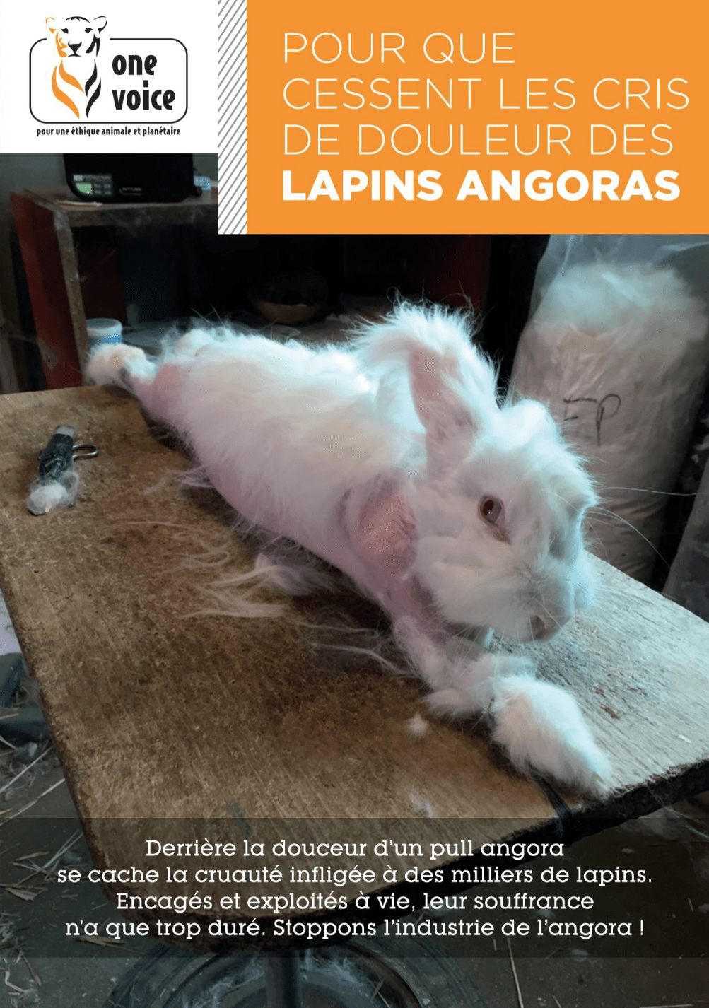 Pour que cessent les cris de douleur des lapins angoras