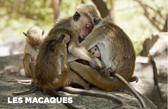 Macaques
