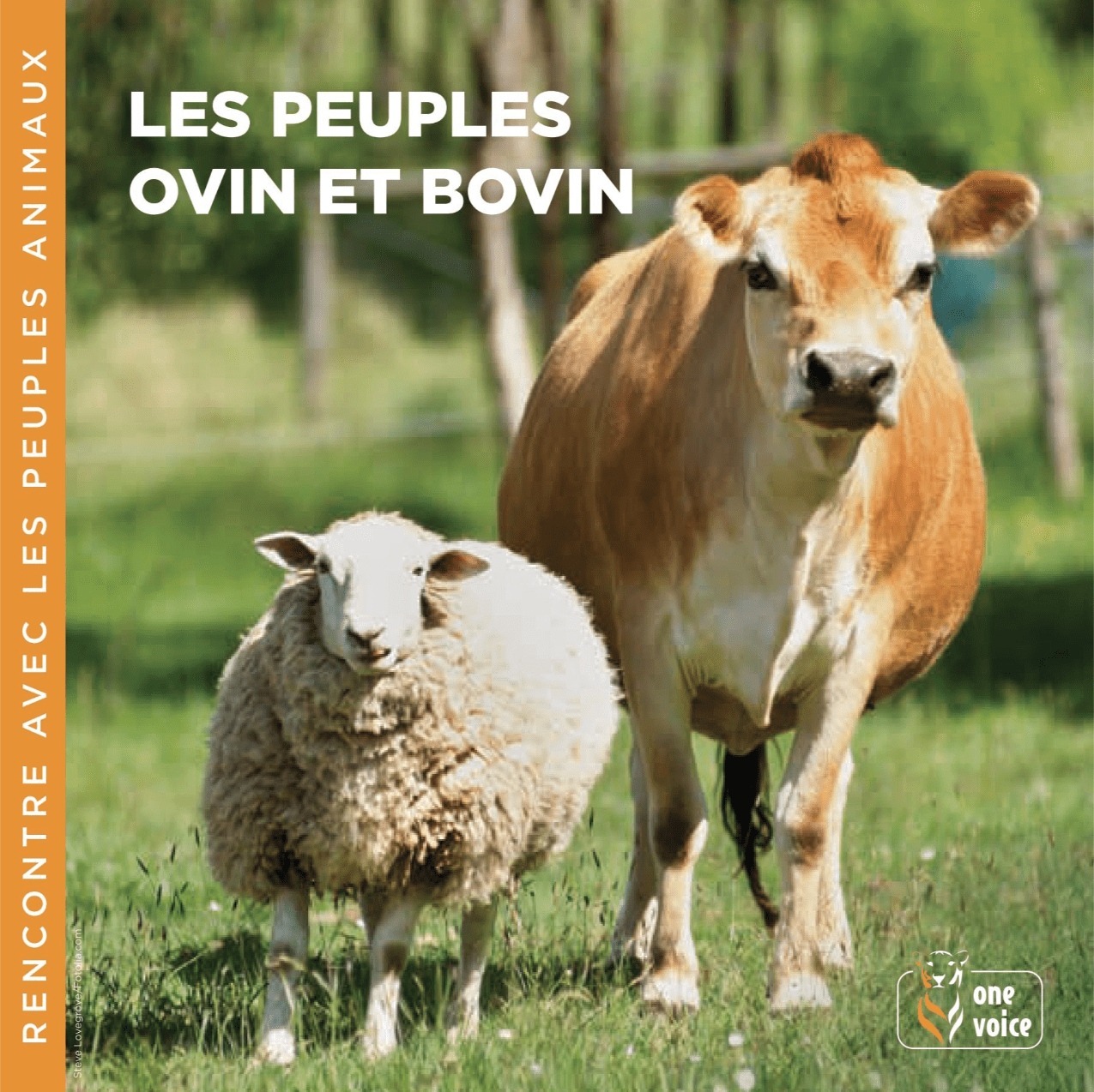 Les peuples ovin et bovin