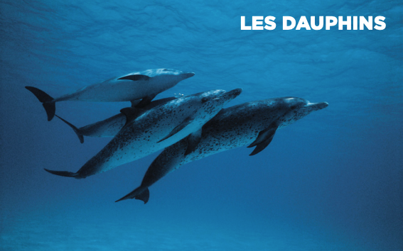 Dauphins