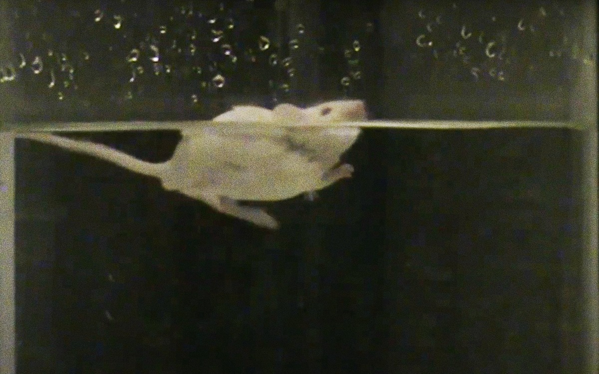 Pour en finir avec le test de nage forcée