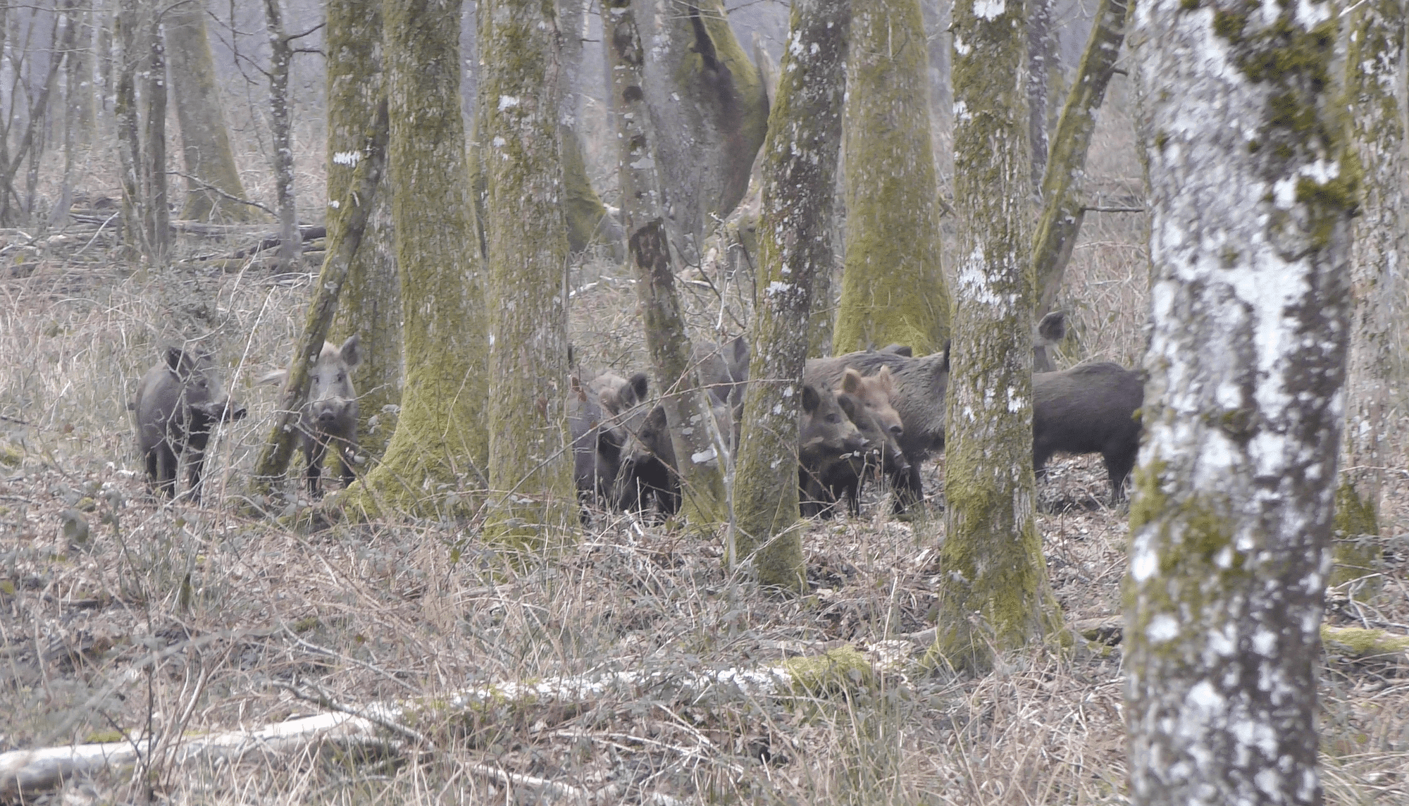 La chasse en enclos infiltrée par One Voice